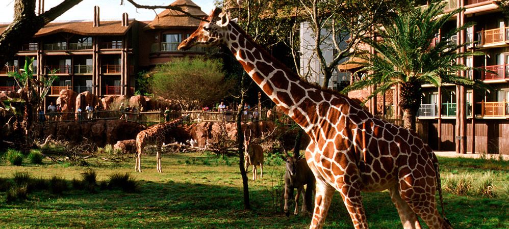 Animal Kingdom Villas Kidani animal