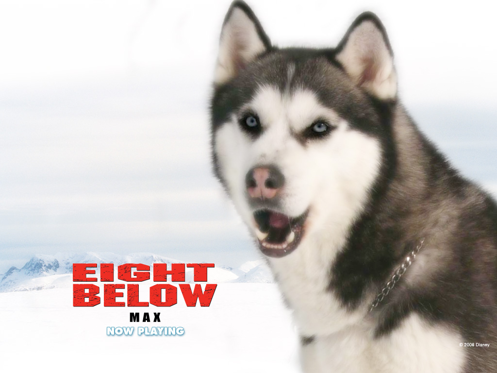 Eight Below max