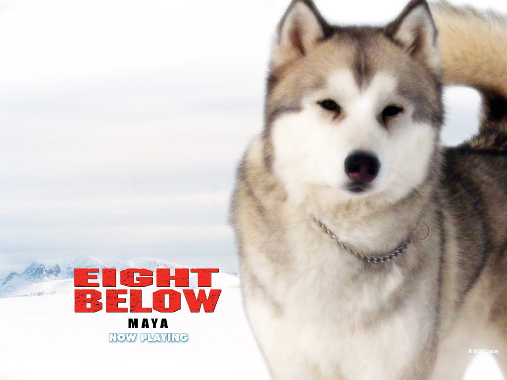 Eight Below maya