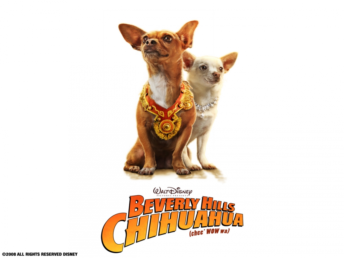 Beverly-Hills-Chihuahua-1152x864