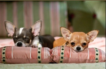 Beverly-Hills-Chihuahua-2