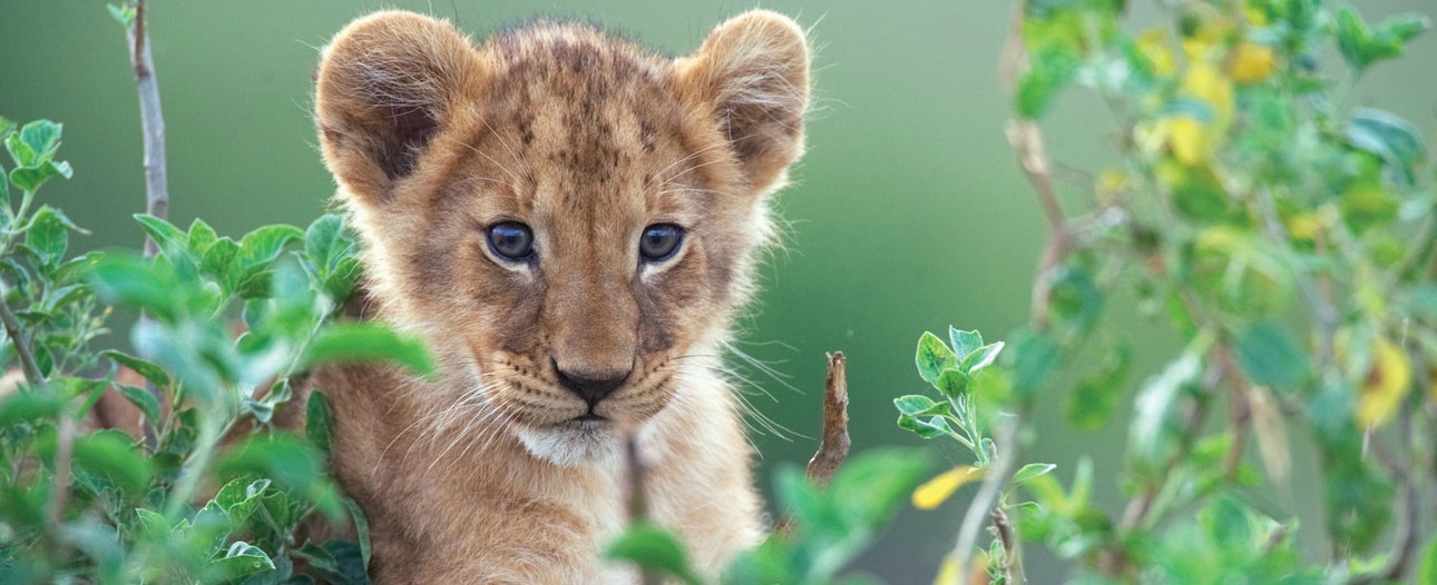 african cats disney nature