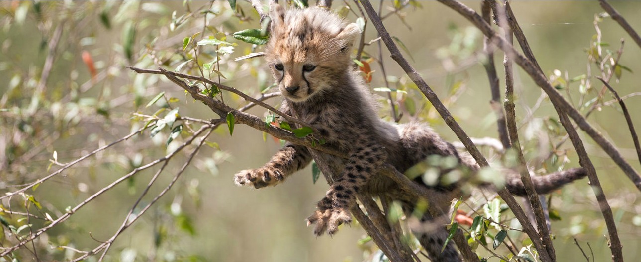 disney african cats