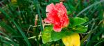 Polynesian-Resort-flowers