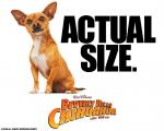 Beverly-Hills-Chihuahua-1280x1024