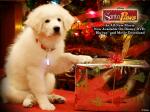 santaPaws paws 1024