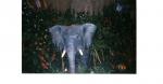 disney Elephant in Rainforest Cafe